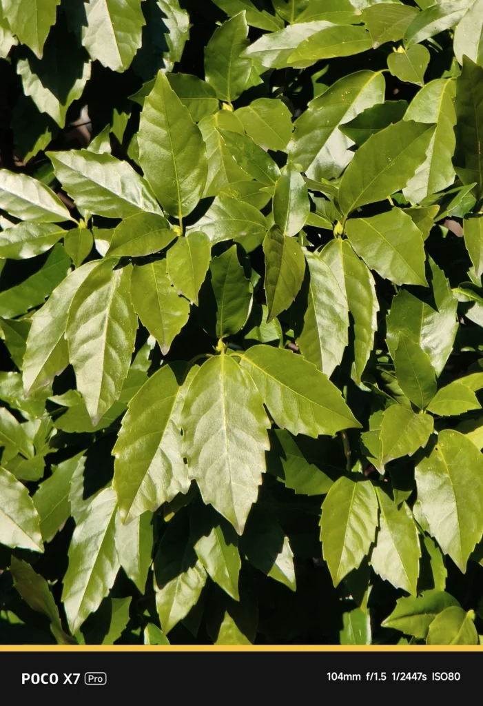 POCO X7 Pro + NEEWER望遠レンズ。表示104mm、実効焦点距離 約172mm相当。葉の細部まで捉える望遠域の解像性能。
