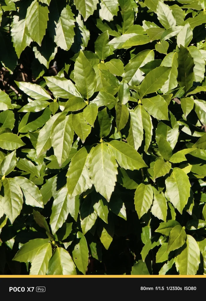 POCO X7 Pro + NEEWER望遠レンズ。表示80mm、実効焦点距離 約132mm相当での光学的なボケ味。