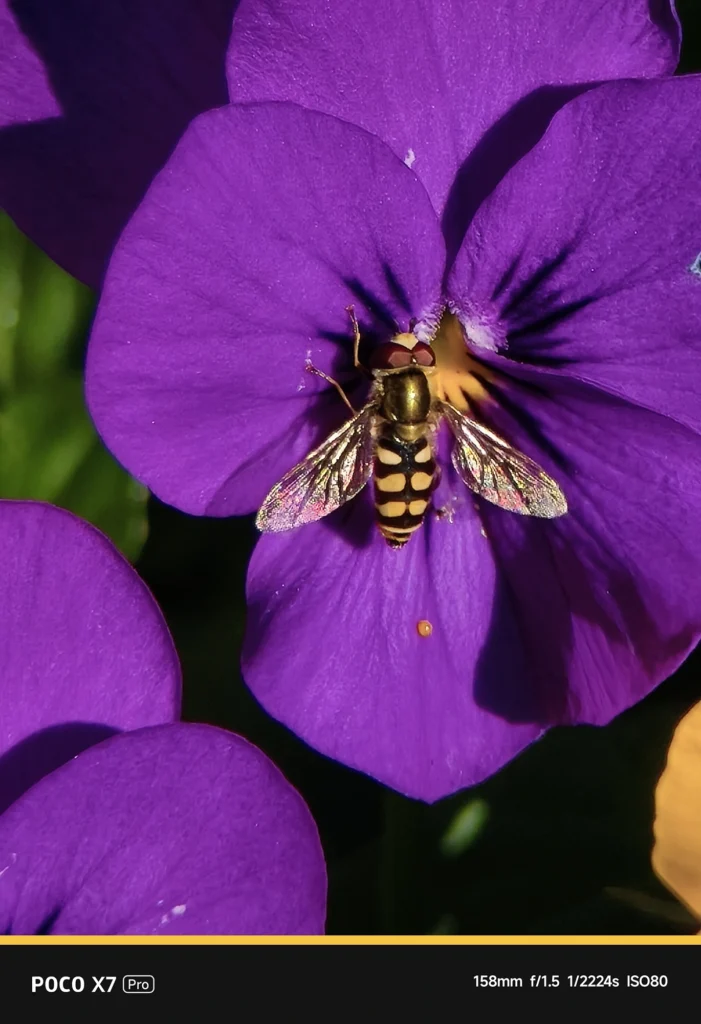 POCO X7 ProにNEEWER LS-71を装着した望遠作例。アプリ表示158mm・実効焦点距離 約260mm相当。紫の花に止まるアブの細部を捉えた超望遠マクロ描写。