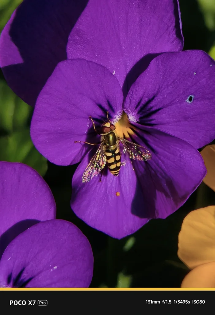 POCO X7 Pro + NEEWER望遠レンズ。表示131mm、実効焦点距離 約216mm相当。デジタルズーム劣化を抑えた超望遠域の描写。