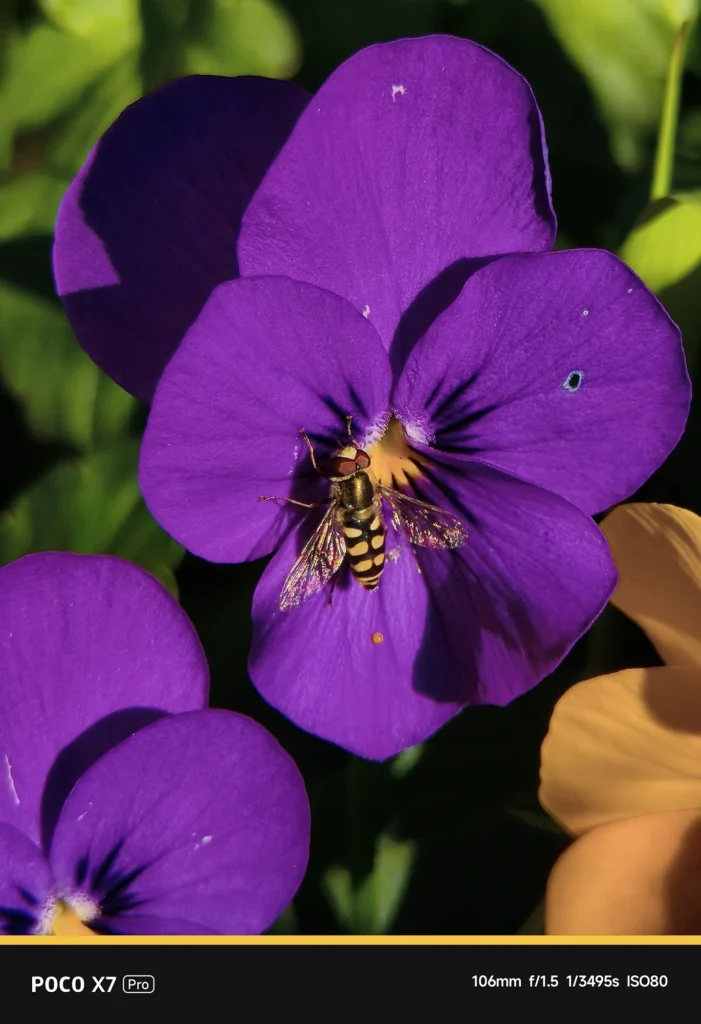 POCO X7 Pro + NEEWER望遠レンズ。表示106mm、実効焦点距離 約175mm相当。花に集まる昆虫を捉えたマクロ望遠作例。