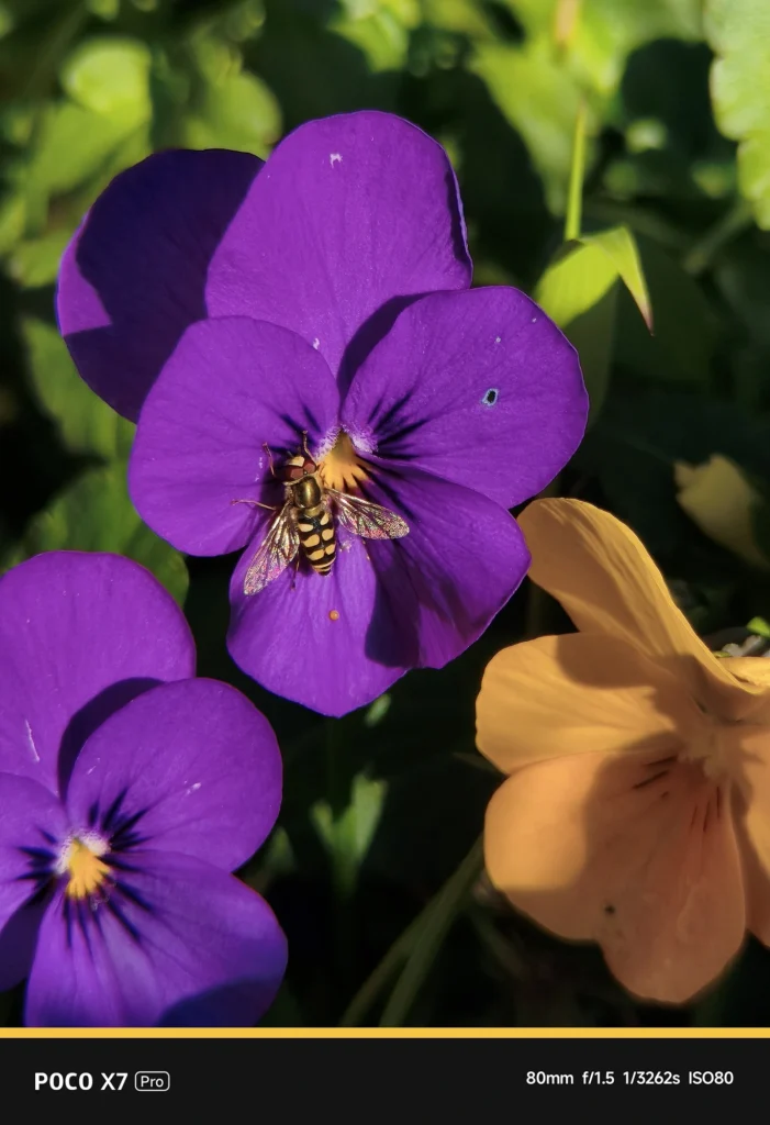 POCO X7 Pro + NEEWER望遠レンズ。表示80mm、実効焦点距離 約132mm相当。光学レンズによる鮮明な質感が際立つ作例。