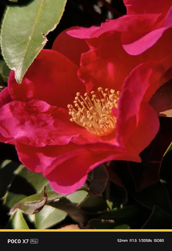 POCO X7 ProにNEEWER LS-71を装着。表示52mm・実効焦点距離 約86mm相当。赤い花びらの重なりと雄しべの質感を光学的に解像した望遠マクロ作例。