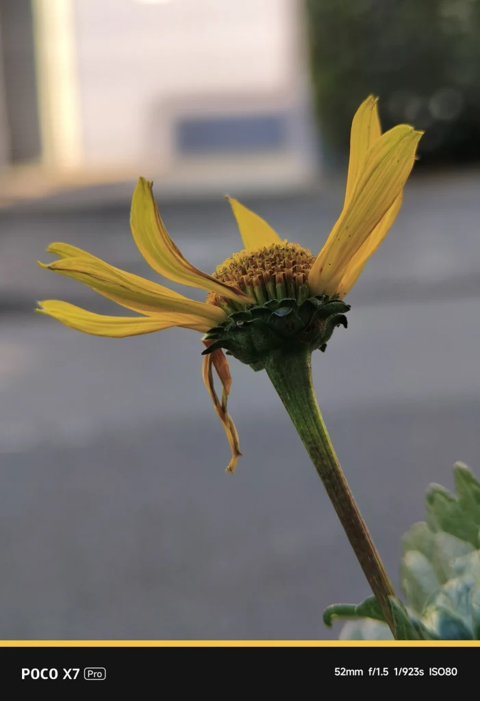 NEEWER 58mm望遠レンズ装着時のPOCO X7 Pro実写。表示52mm・実効焦点距離 約86mm相当。背景を柔らかくぼかし、黄色い花の輪郭を際立たせた作例。