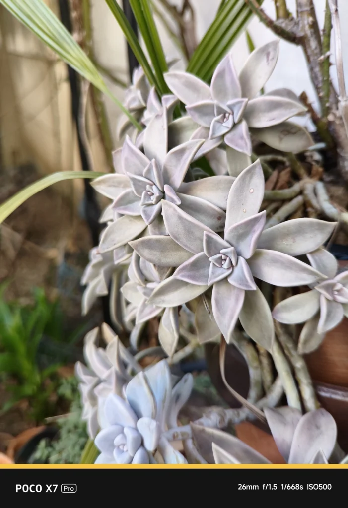 POCO X7 Pro + NEEWER望遠レンズによる多肉植物の撮影。表示26mm・実効焦点距離 約43mm相当。メイン広角を標準望遠化し、歪みの少ない自然な遠近感で捉えたスナップ。