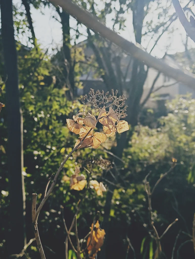 Nothing Phone (3a) Liteの作例。枯れたアジサイを逆光気味に撮影し、フィルム風LUTでノスタルジックに仕上げた写真