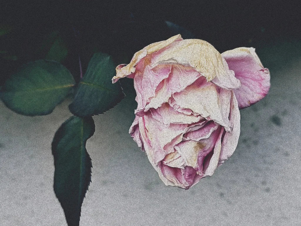 Nothing Phone (3a) Liteの作例。枯れたピンクのバラの接写をレトロ調に仕上げた写真（グレイン強めでザラつき強調）