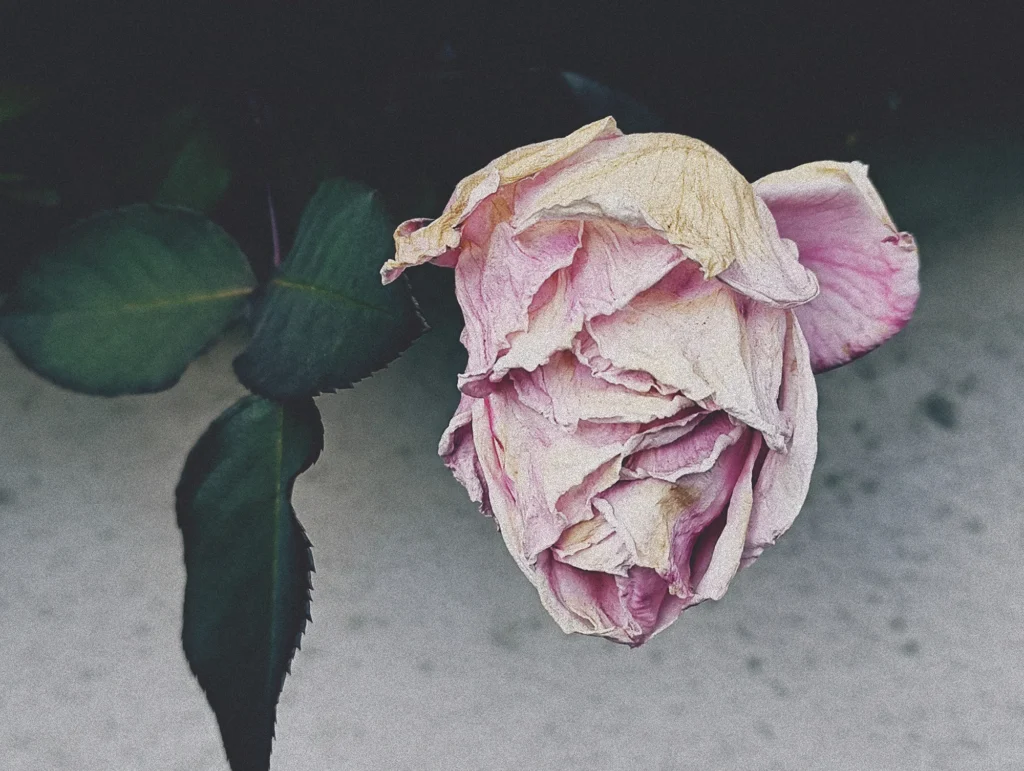Nothing Phone (3a) Liteの作例。枯れたピンクのバラをトイデジ風に加工した写真（グレイン弱め）