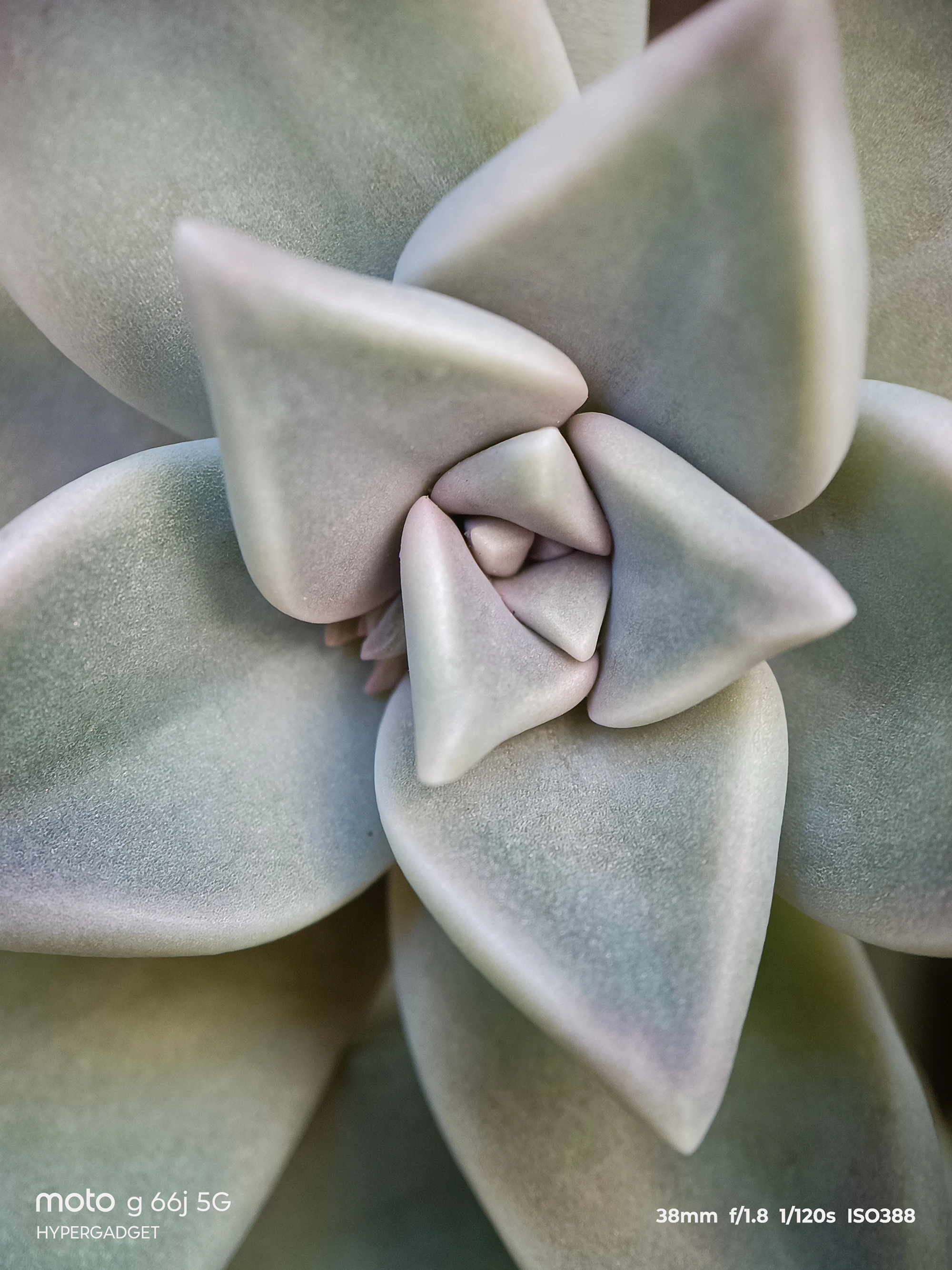 moto G66j 5G+外付けマクロレンズ作例:多肉植物ロゼット中心の質感を接写