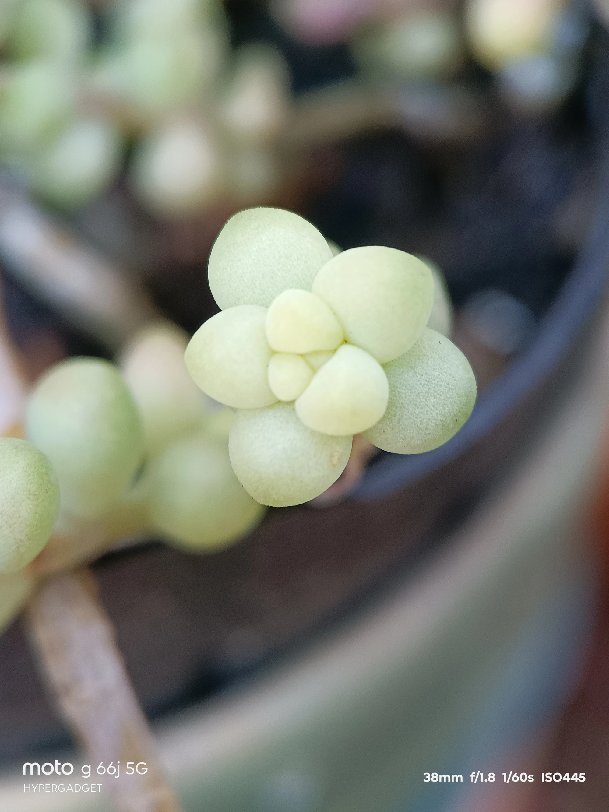 moto G66j 5G マクロレンズ作例:淡い緑の多肉の新芽を超接写したボケ描写