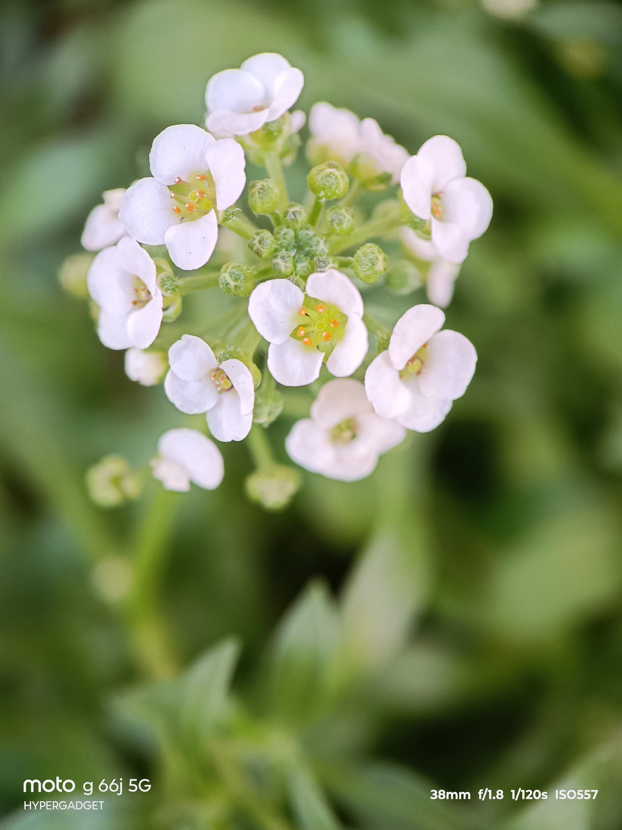 moto G66j 5G+マクロレンズ作例:白い小花の花芯と蕾のディテールを接写