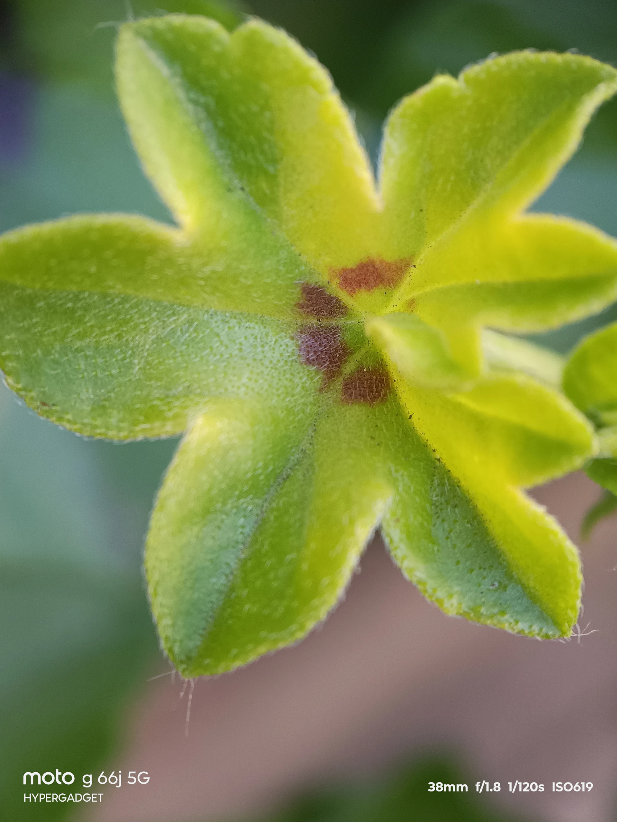 moto G66j 5G マクロレンズ作例:緑の萼(がく)の産毛と斑点をクローズアップ