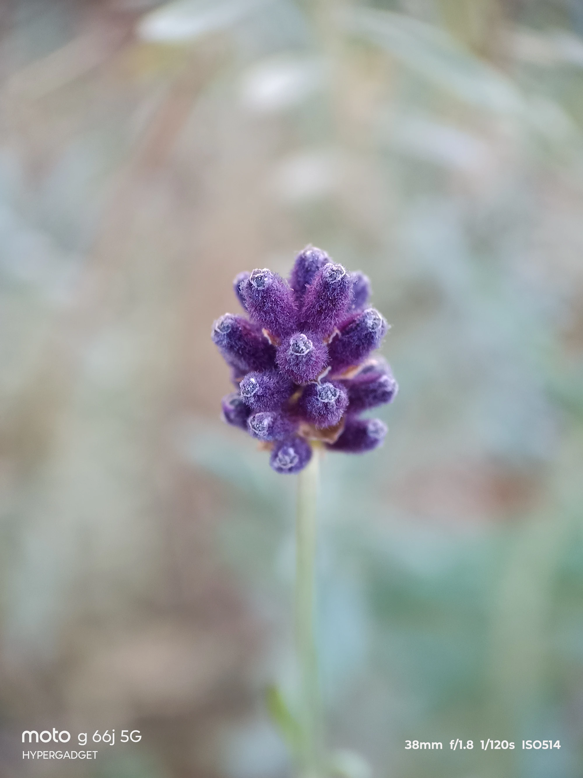 moto G66j 5G+外付けマクロレンズ作例:ラベンダーの蕾を接写した質感描写