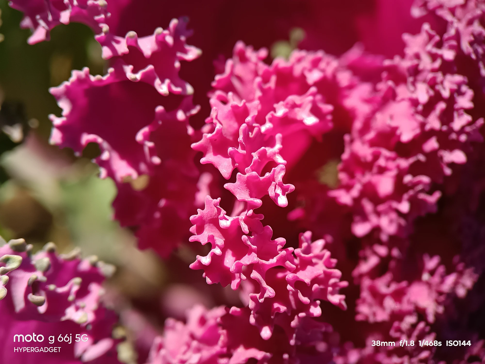 moto G66j 5G マクロレンズ作例:フリル状のピンクの花(葉牡丹)を接写