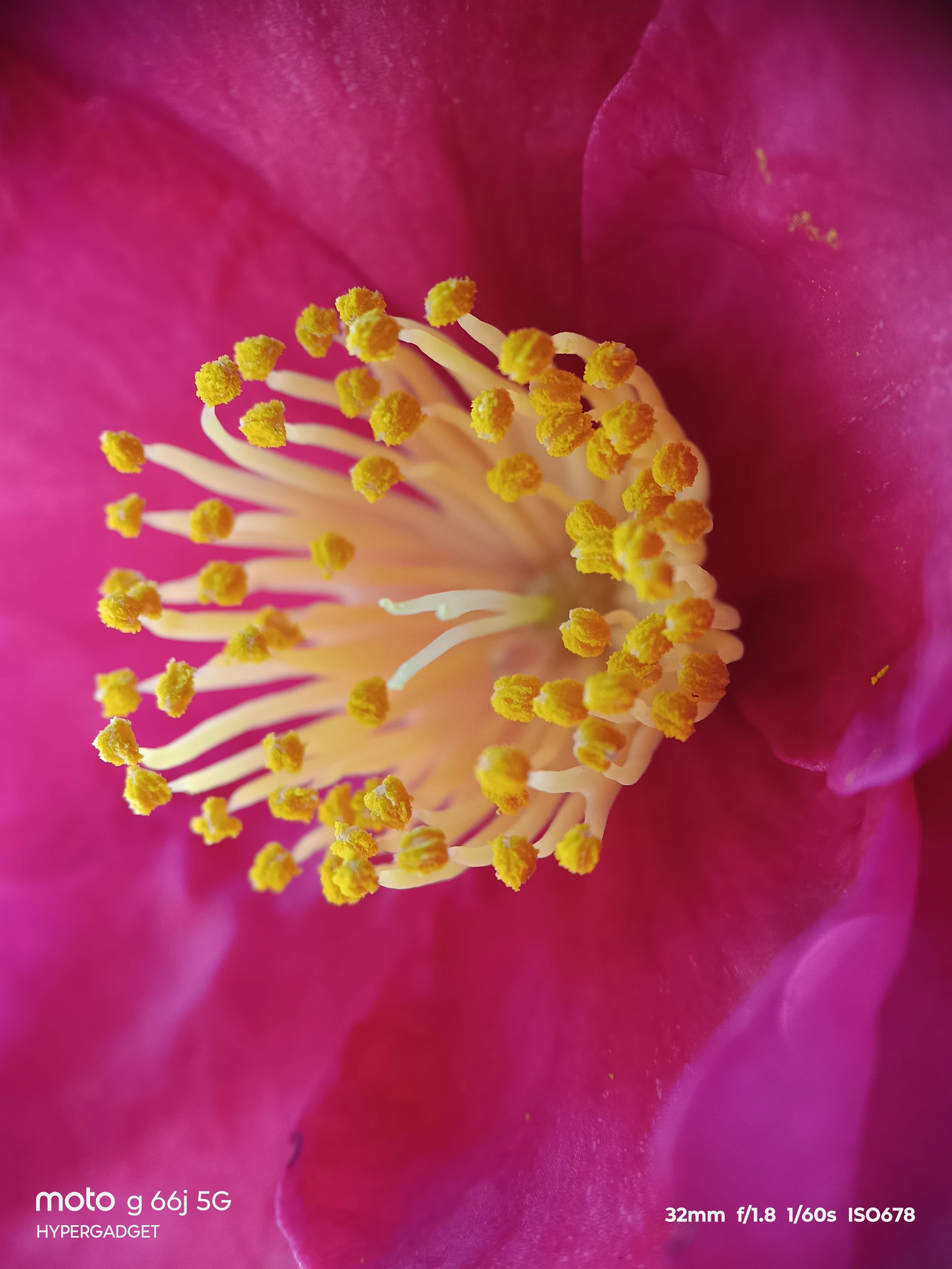 moto G66j 5G+マクロレンズ作例:ピンクの花の雄しべと花粉を超接写
