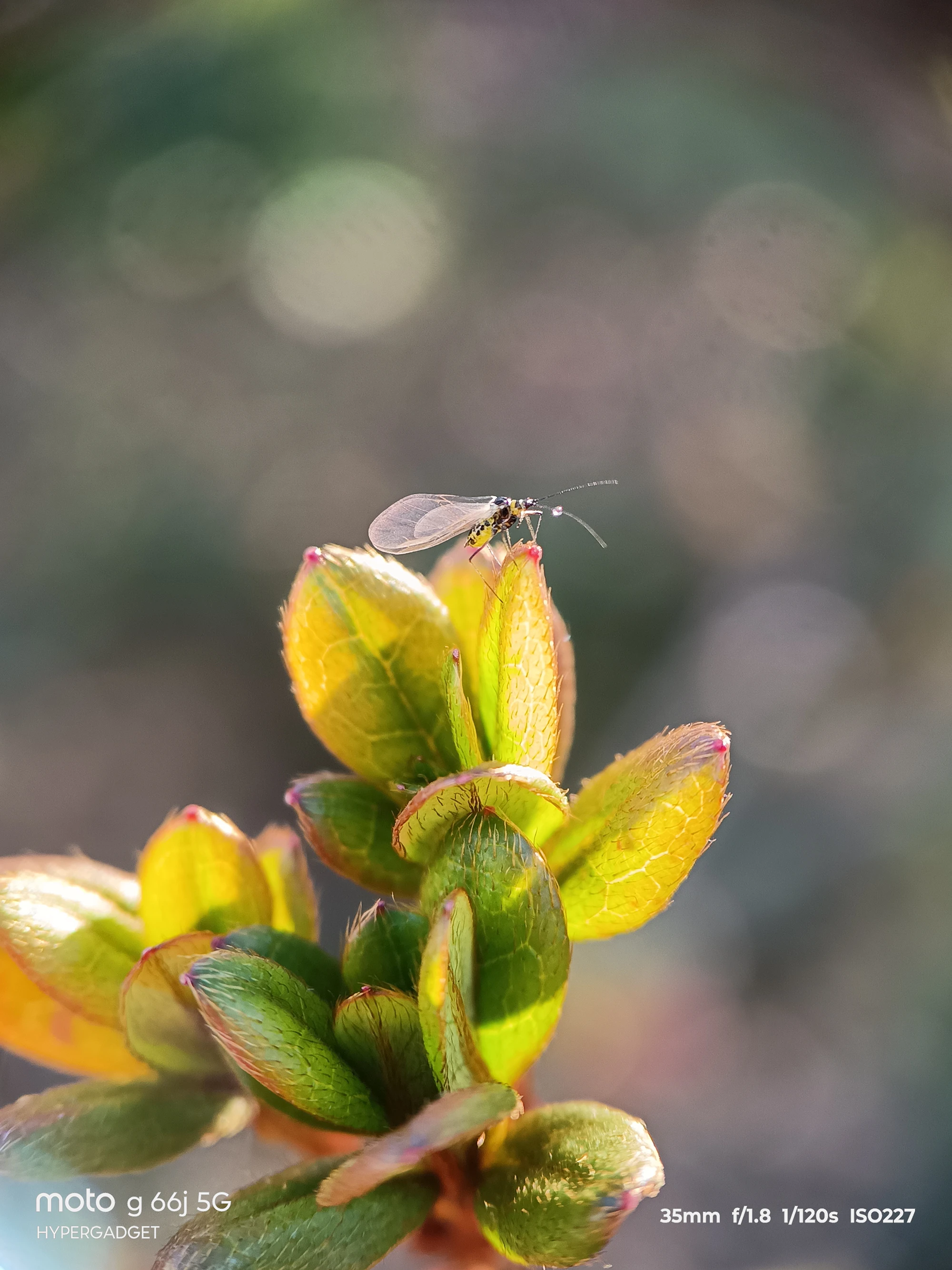 moto G66j 5G+マクロレンズ作例:新芽に止まる小さな昆虫を接写した背景ボケ