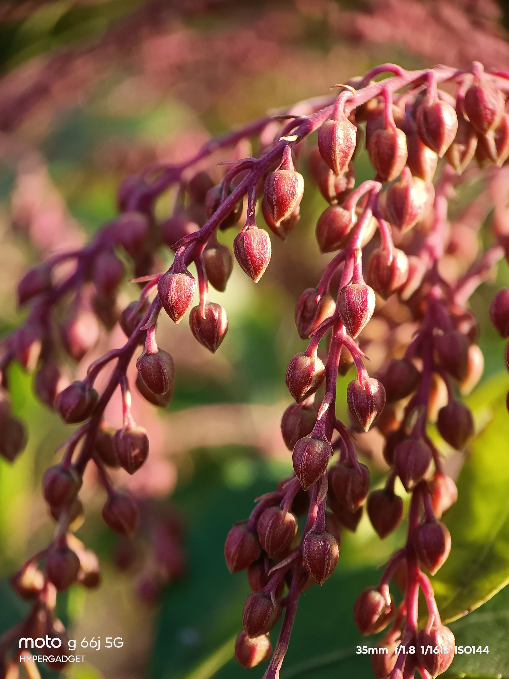 moto G66j 5G マクロレンズ作例:房状に垂れる赤い蕾を接写した立体感とボケ