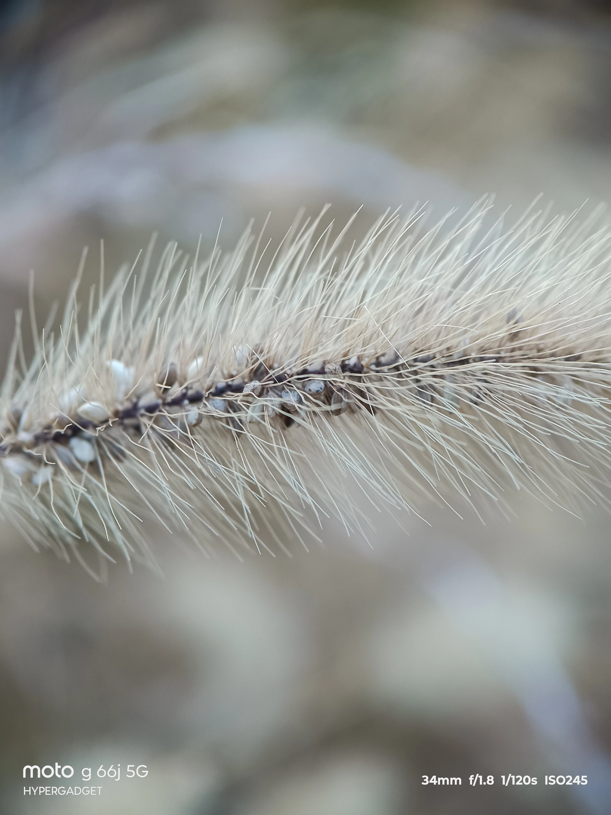 moto G66j 5G マクロレンズ作例:草の穂の産毛と種の列を超接写した質感描写