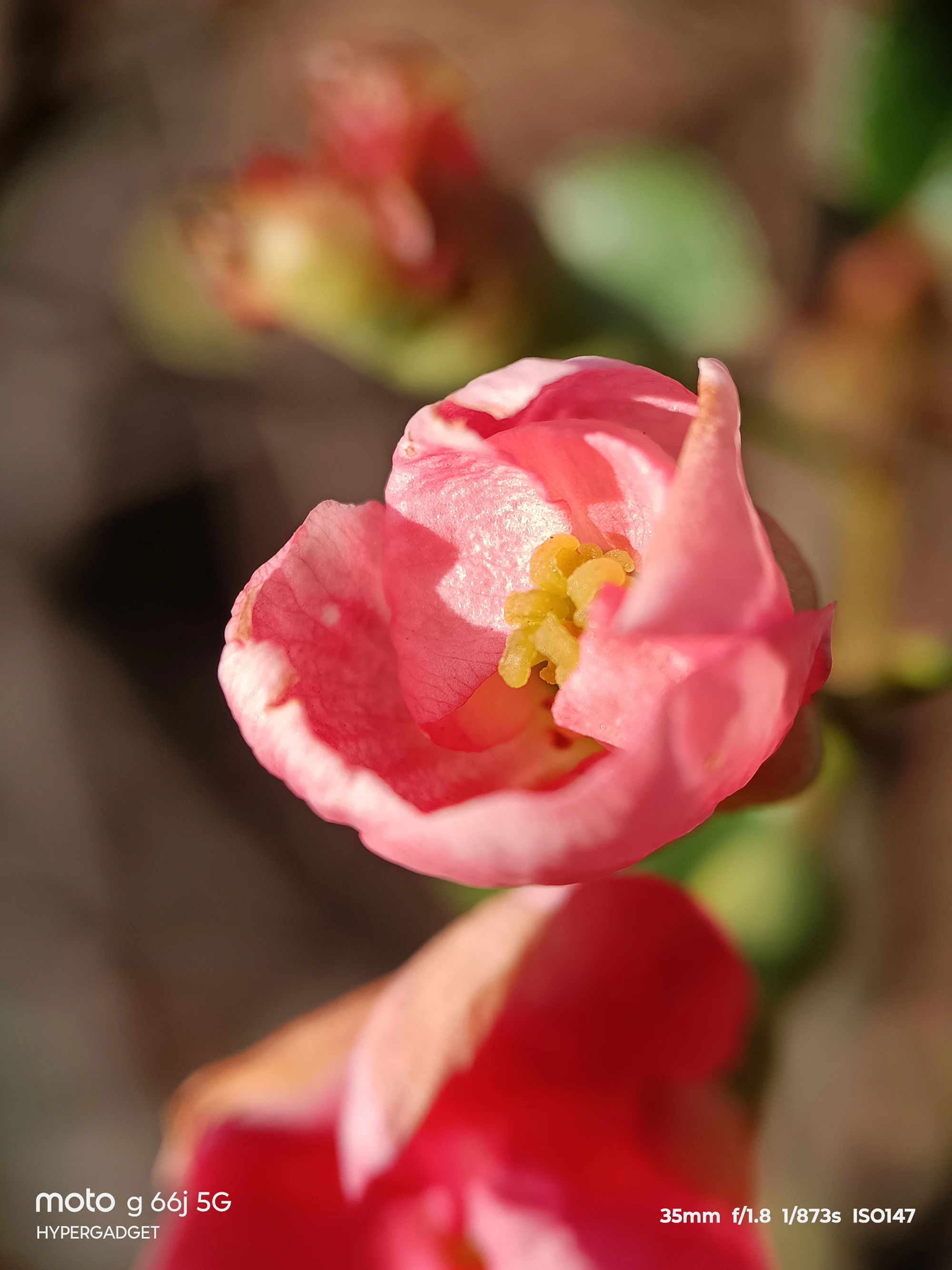 moto G66j 5G+外付けマクロレンズ作例:ピンクの花の花芯と雄しべを接写