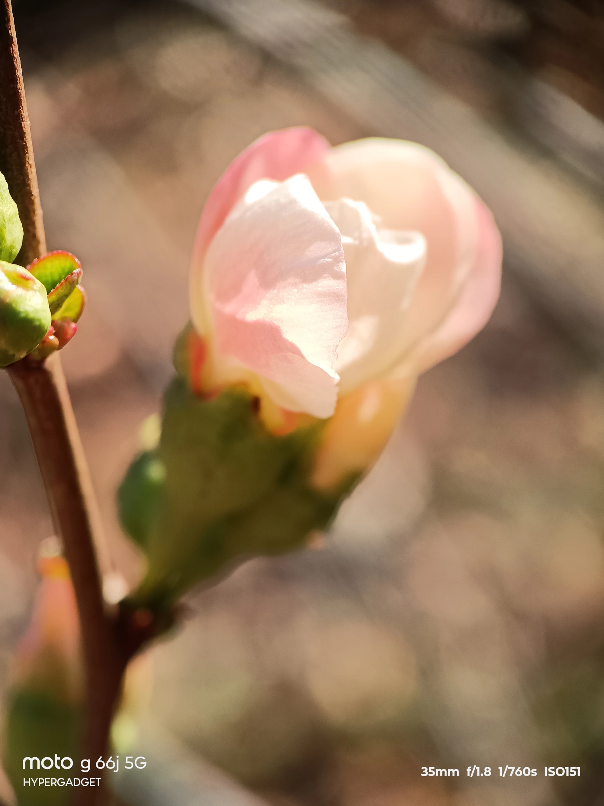 moto G66j 5G マクロレンズ作例:淡いピンクのつぼみを逆光で接写した透け感