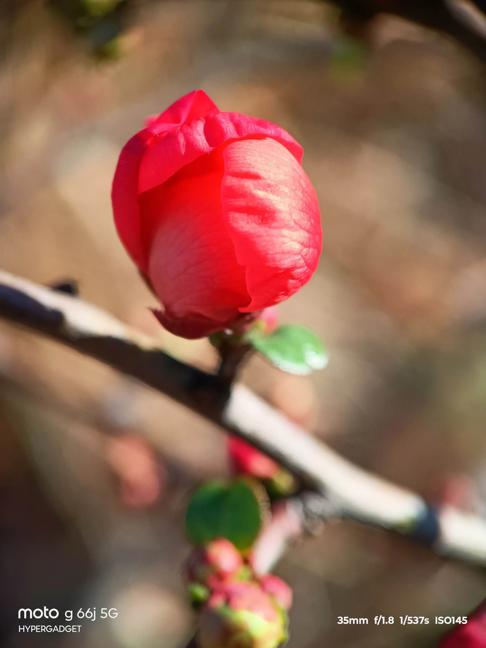 moto G66j 5G+マクロレンズ作例:赤いつぼみの花びらの質感をクローズアップ