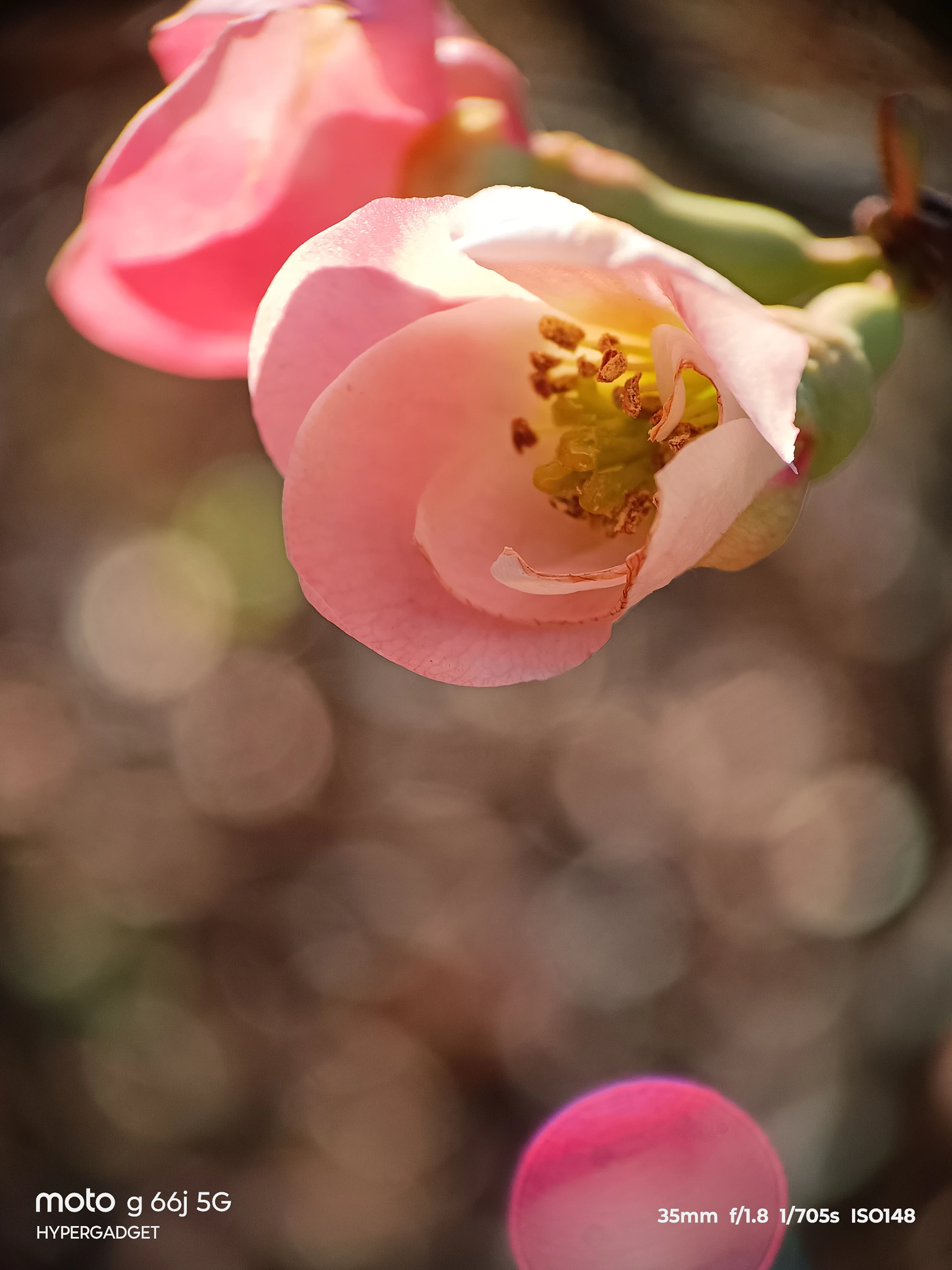 moto G66j 5G マクロレンズ作例:開きかけのピンクの花を接写した花粉とボケ