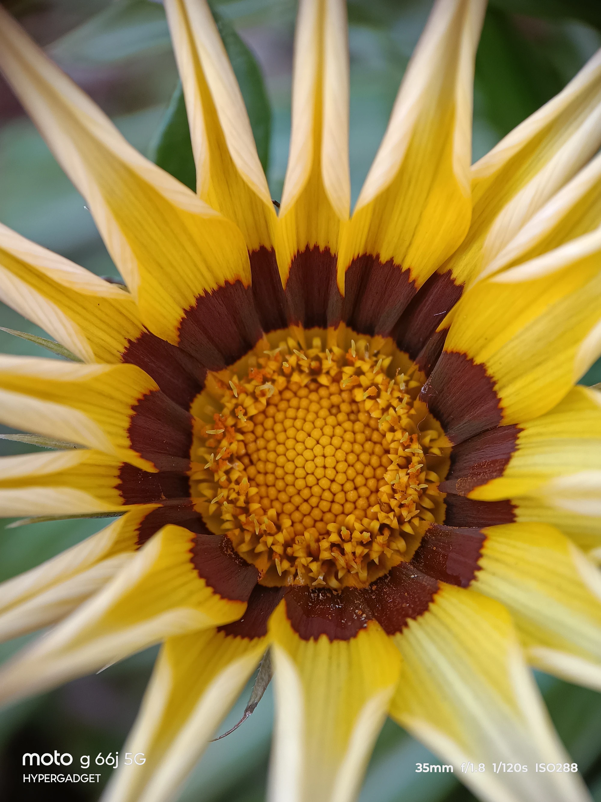 moto G66j 5G+外付けマクロレンズ作例:黄色い花の中心(花粉・小花)を接写したディテール