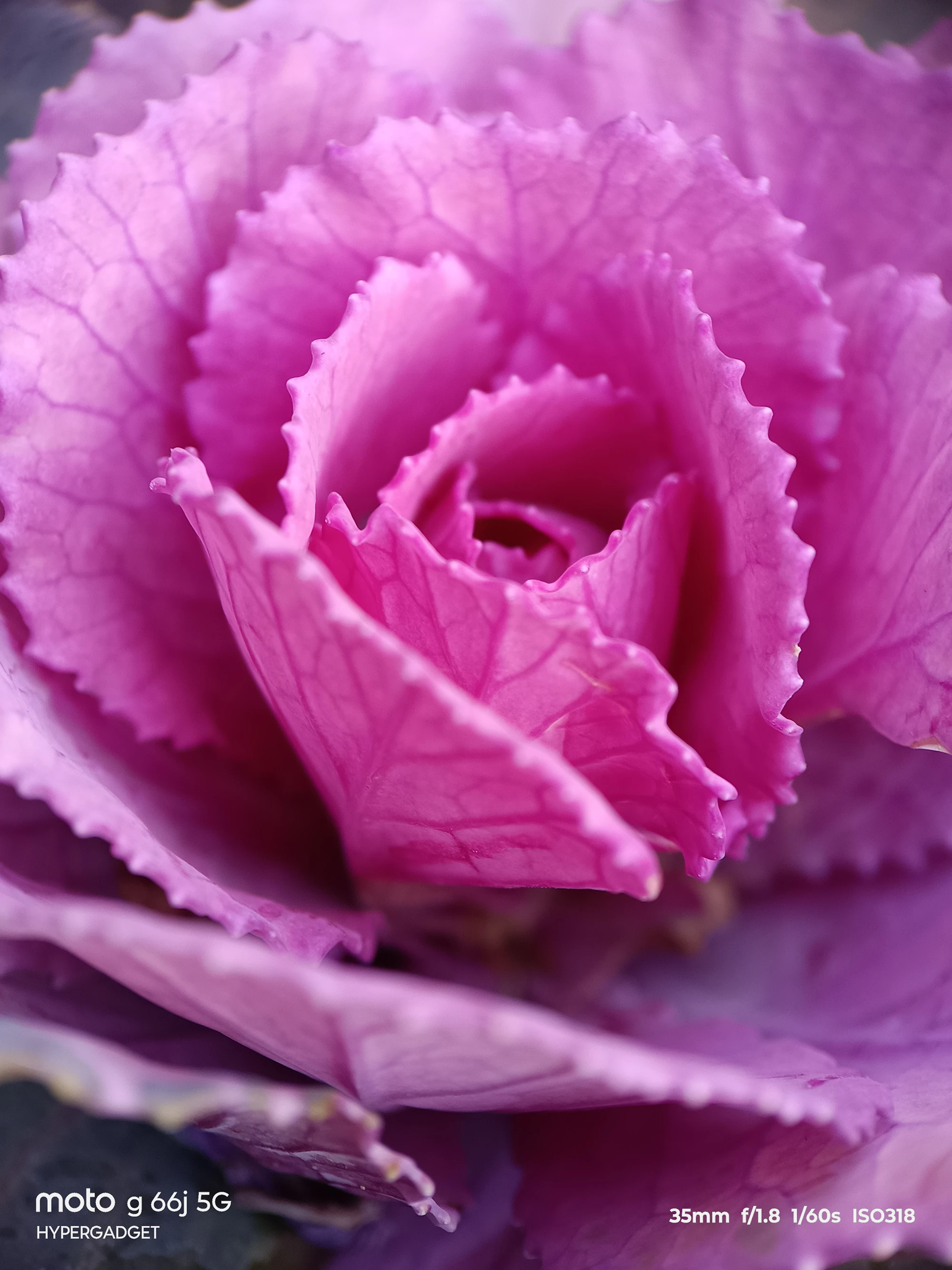moto G66j 5G マクロレンズ作例:紫の葉牡丹(ハボタン)の葉脈とフリルを超接写
