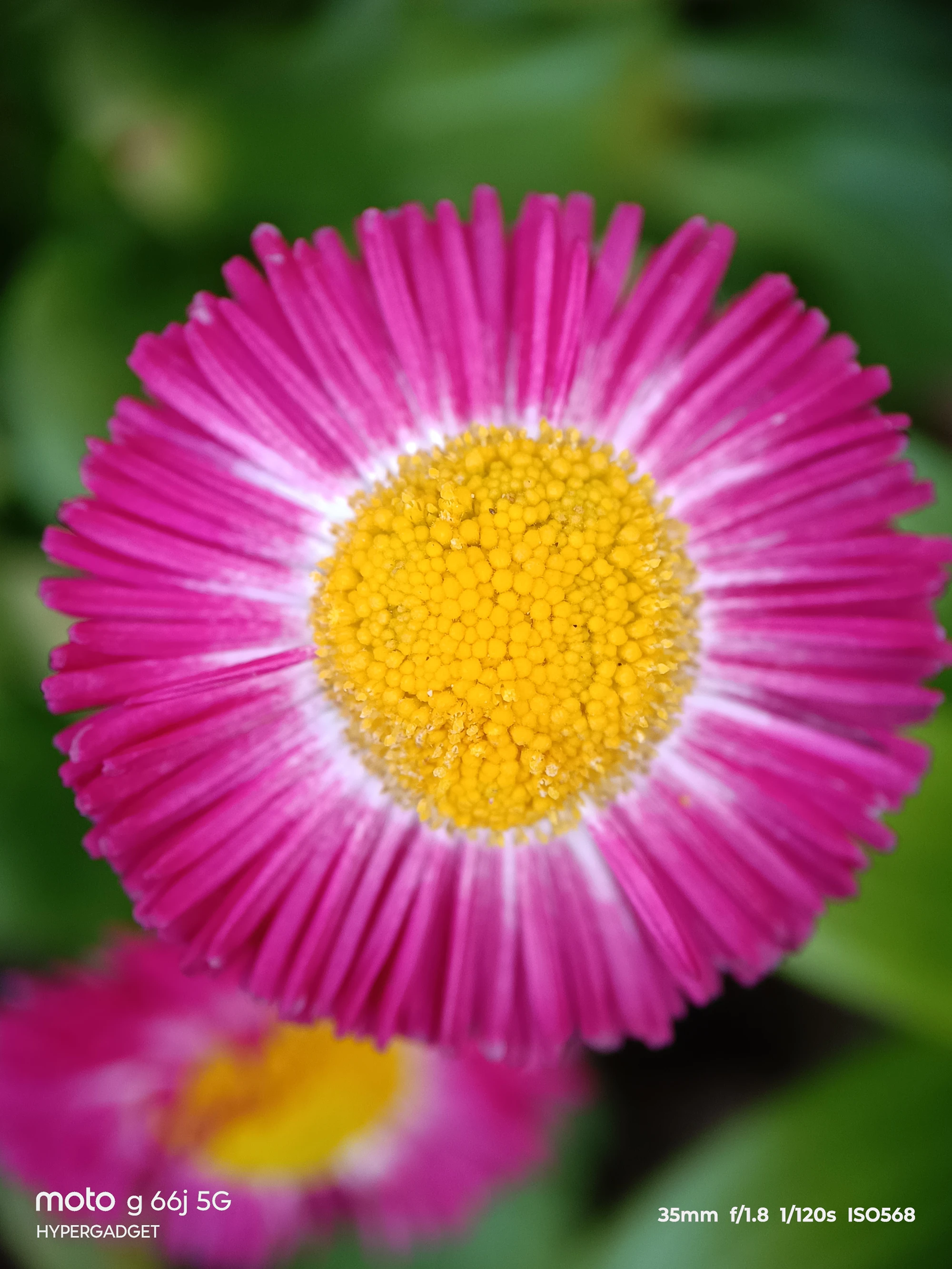 moto G66j 5G+マクロレンズ作例:ピンクのデイジー系の花の中心部を接写した粒状感