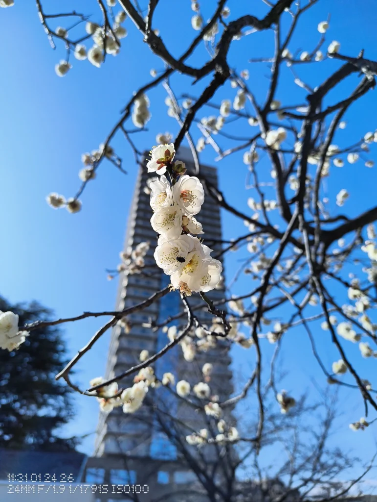 Nothing Phone (3a) Liteで撮影した、花を手前に置き高層ビルをぼかした都市スナップ