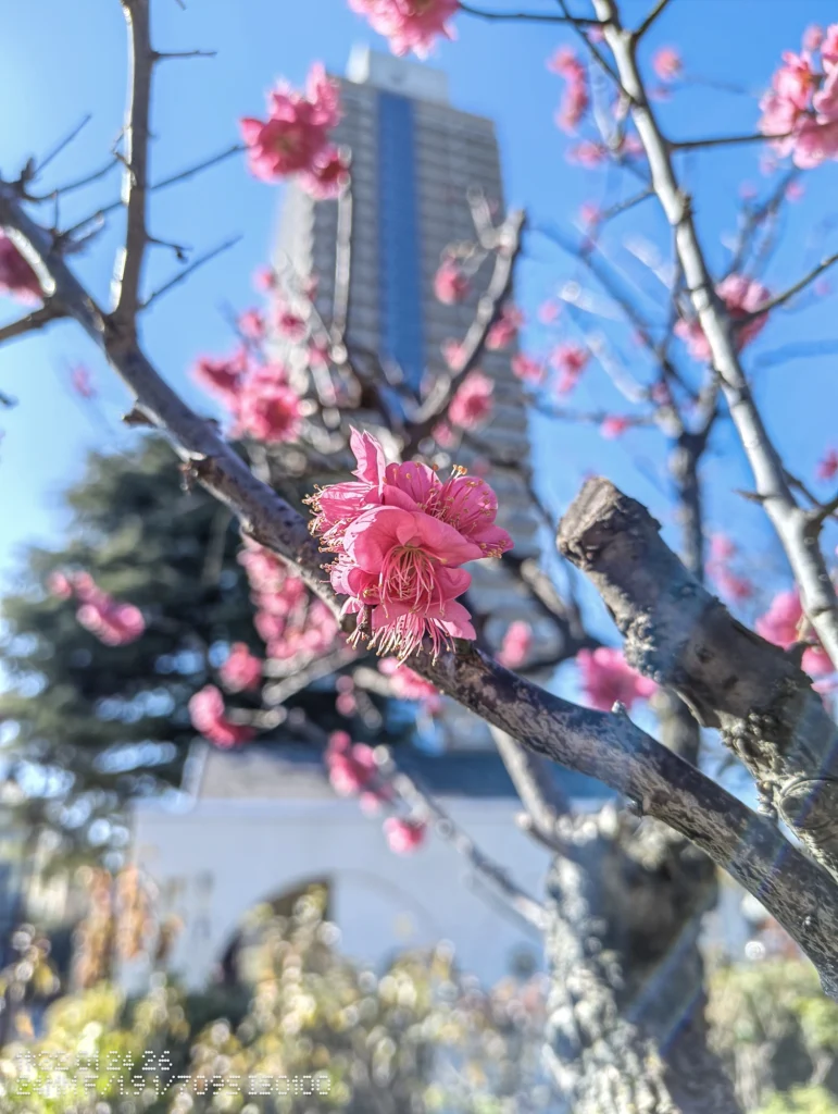 Nothing Phone (3a) Liteで撮影した、花の前ボケと高層建築を組み合わせた近接スナップ