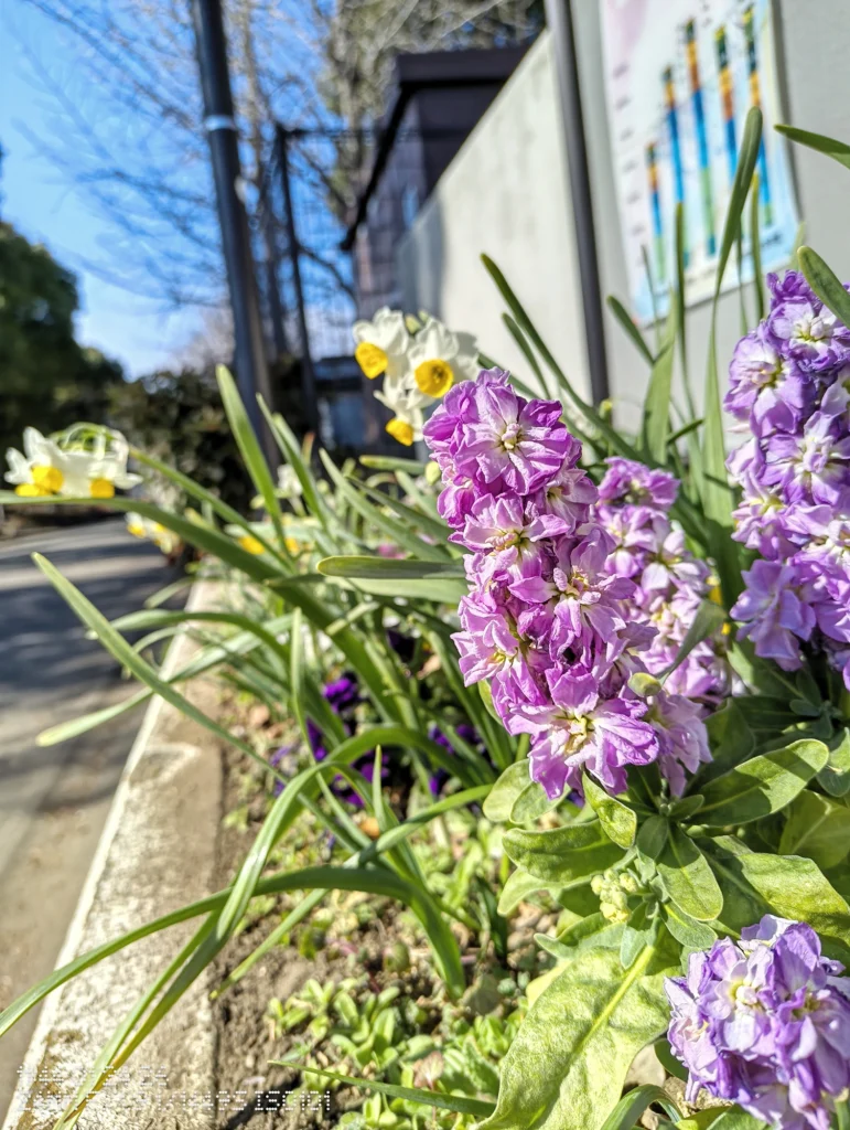 Nothing Phone (3a) Liteで撮影した、花壇に咲く紫の花を手前に大きく写した昼の写真