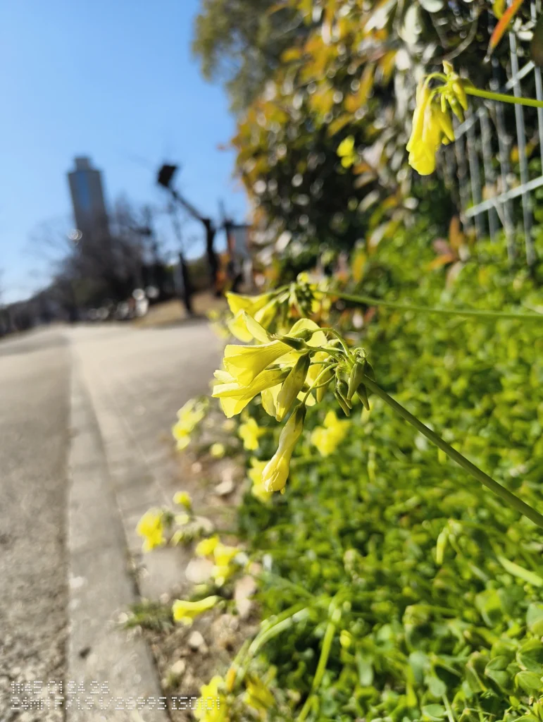 Nothing Phone (3a) Liteで撮影した、道路脇に咲く黄色い小花のクローズアップ