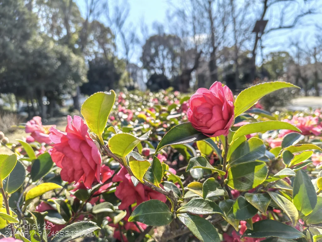 Nothing Phone (3a) Liteで撮影した、赤い花と光沢のある葉が広がる低木のクローズアップ