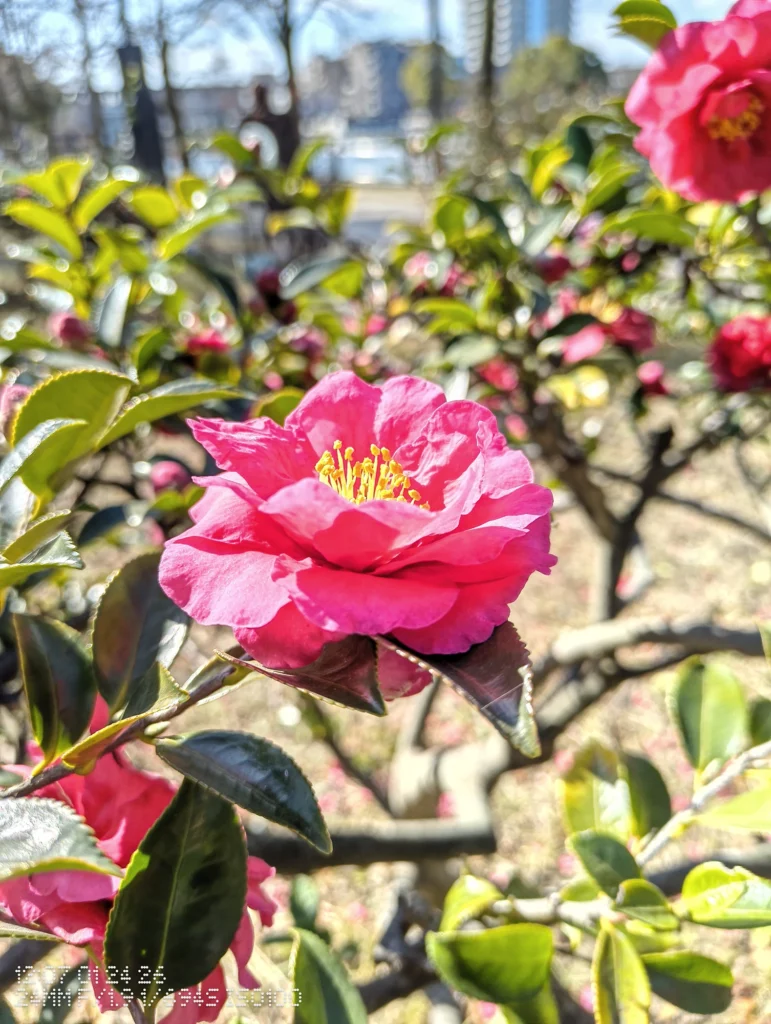Nothing Phone (3a) Liteで撮影した、赤いツバキの花を背景ぼかしで際立たせた近接写真
