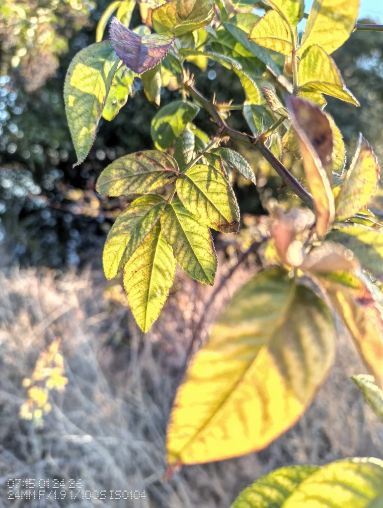 Nothing Phone (3a) Liteで撮影した、逆光に透ける葉と枝のクローズアップ