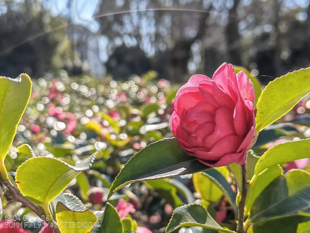 Nothing Phone (3a) Lite/カメラ:メイン(広角)2倍ズーム/焦点距離:50mm相当/内容:逆光の中で赤い花のつぼみを近接で捉え、玉ボケとフレアが写り込む屋外の2倍ズーム作例