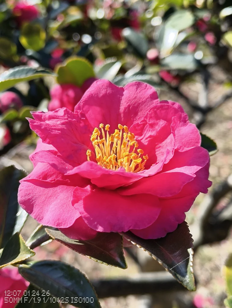 Nothing Phone (3a) Lite/カメラ:メイン(広角)2倍ズーム/焦点距離:50mm相当/内容:濃いピンクの花を近接で大きく写し、背景の花と葉がぼける日中屋外の2倍ズーム作例