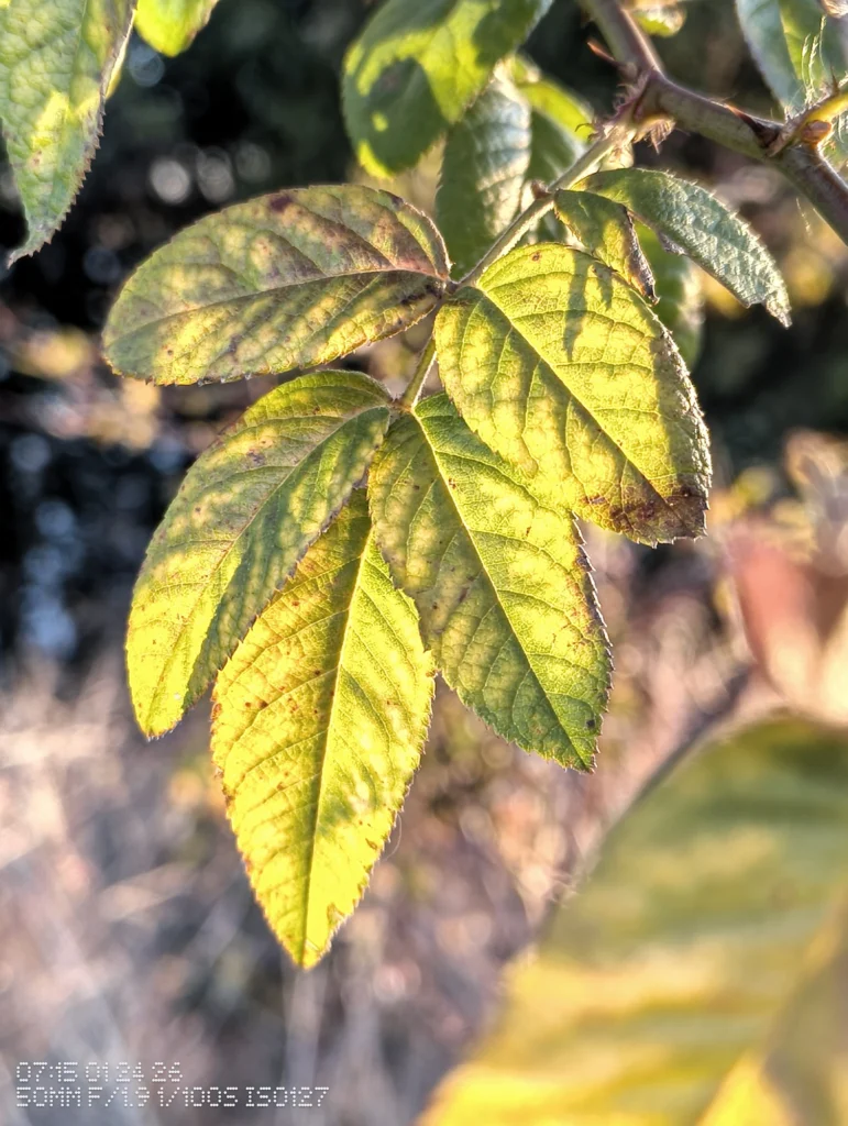 Nothing Phone (3a) Lite/カメラ:メイン(広角)2倍ズーム/焦点距離:50mm相当/内容:逆光に透ける緑の葉を近接で捉え、背景が大きくボケた屋外の2倍ズーム作例