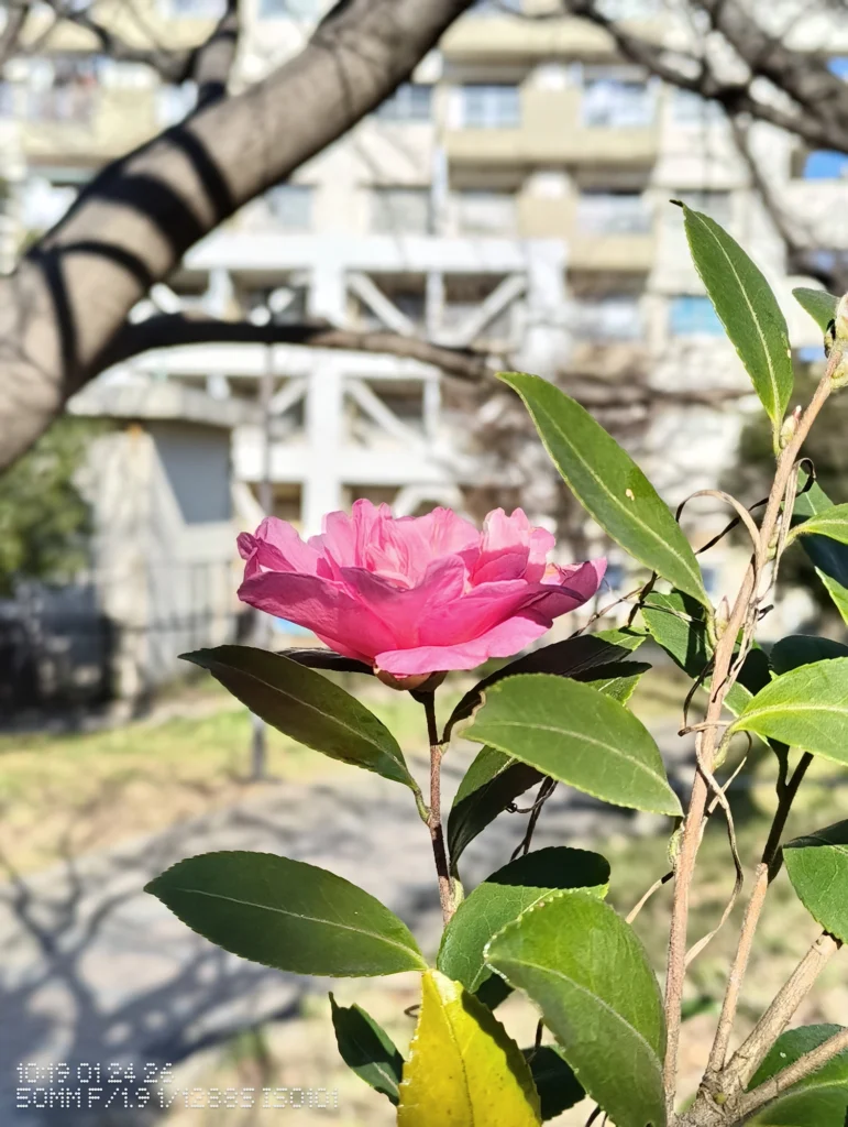 Nothing Phone (3a) Lite/カメラ:メイン(広角)2倍ズーム/焦点距離:50mm相当/内容:ピンクの花を近接で大きく写し、背景の建物を大きくぼかした屋外の2倍ズーム作例