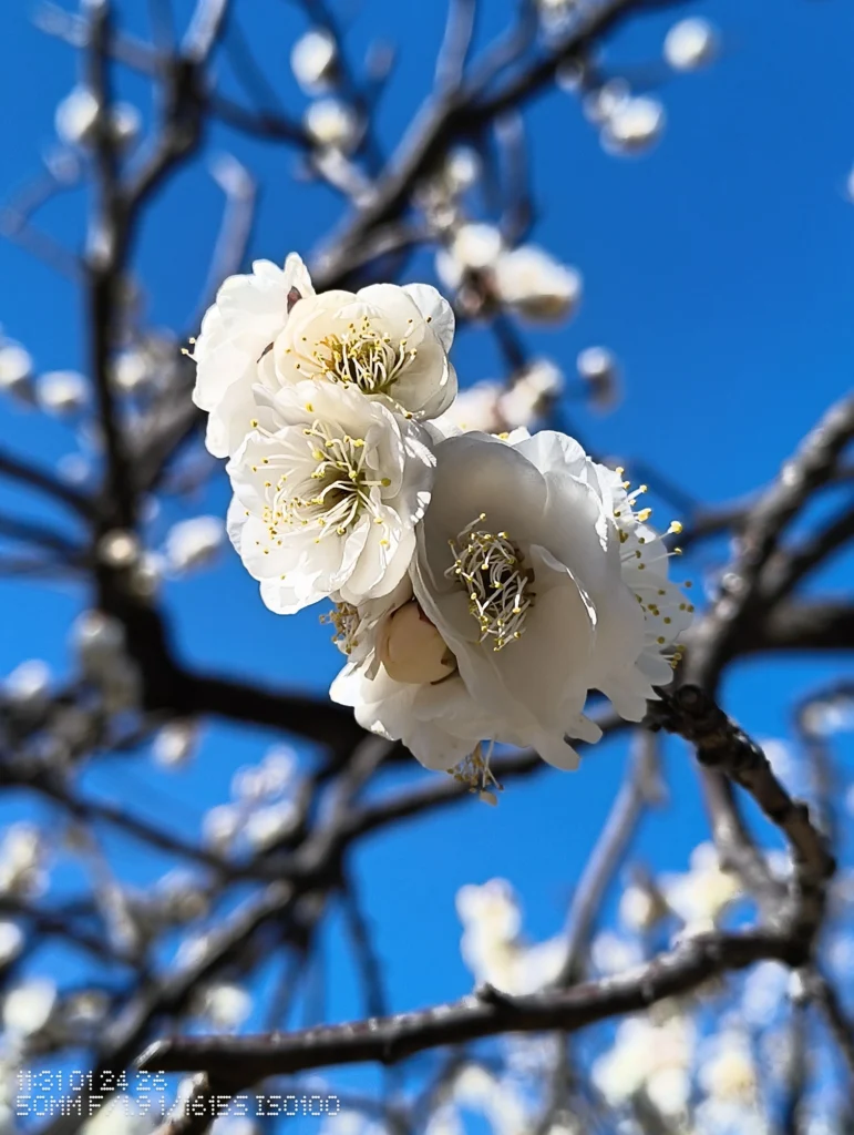 Nothing Phone (3a) Lite/カメラ:メイン(広角)2倍ズーム/焦点距離:50mm相当/内容:青空を背景に白い花を近接で捉え、枝のボケを伴う日中屋外の2倍ズーム作例