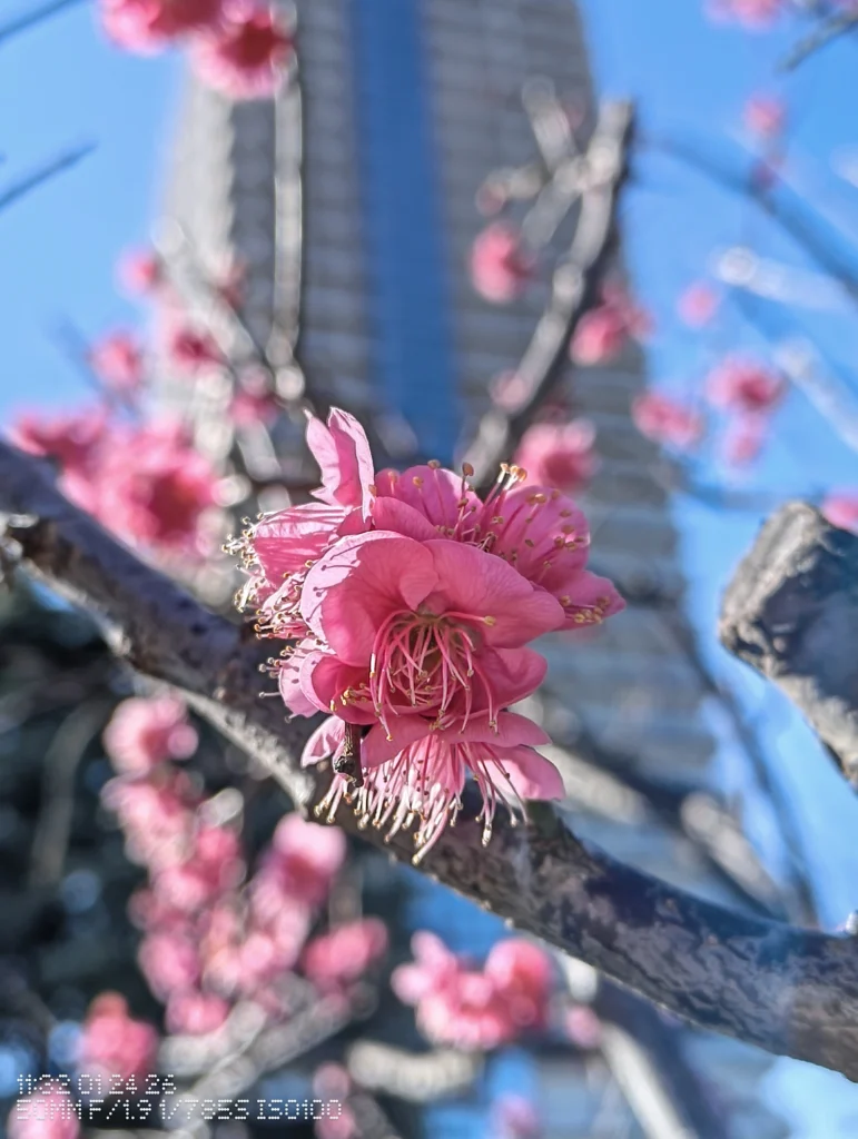 Nothing Phone (3a) Lite/カメラ:メイン(広角)2倍ズーム/焦点距離:50mm相当/内容:ピンクの花を枝ごと捉え、背景に高層建築と青空がぼけて入る日中屋外の2倍ズーム作例