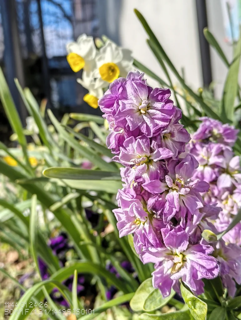 Nothing Phone (3a) Lite/カメラ:メイン(広角)2倍ズーム/焦点距離:50mm相当/内容:紫の花穂を近接で大きく写し、背後に黄色い花がぼけて並ぶ日中屋外の2倍ズーム作例