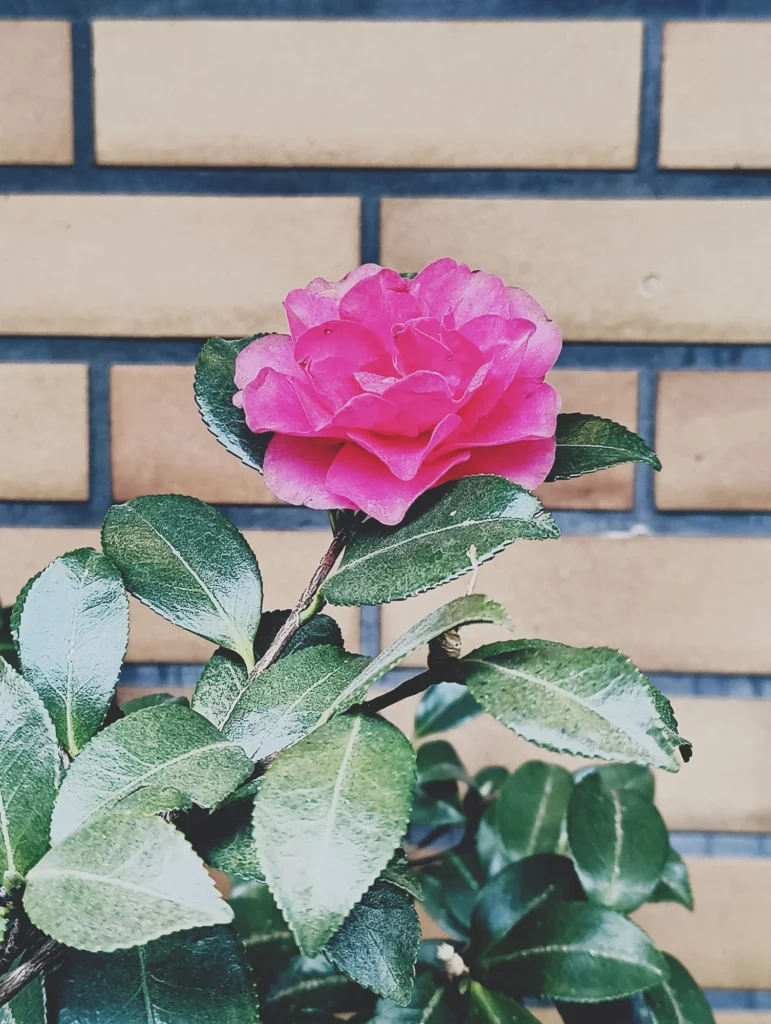 ピンクの花の接写作例。フィルム風LUTで彩度と質感を強調し、トイデジっぽい雰囲気にした写真