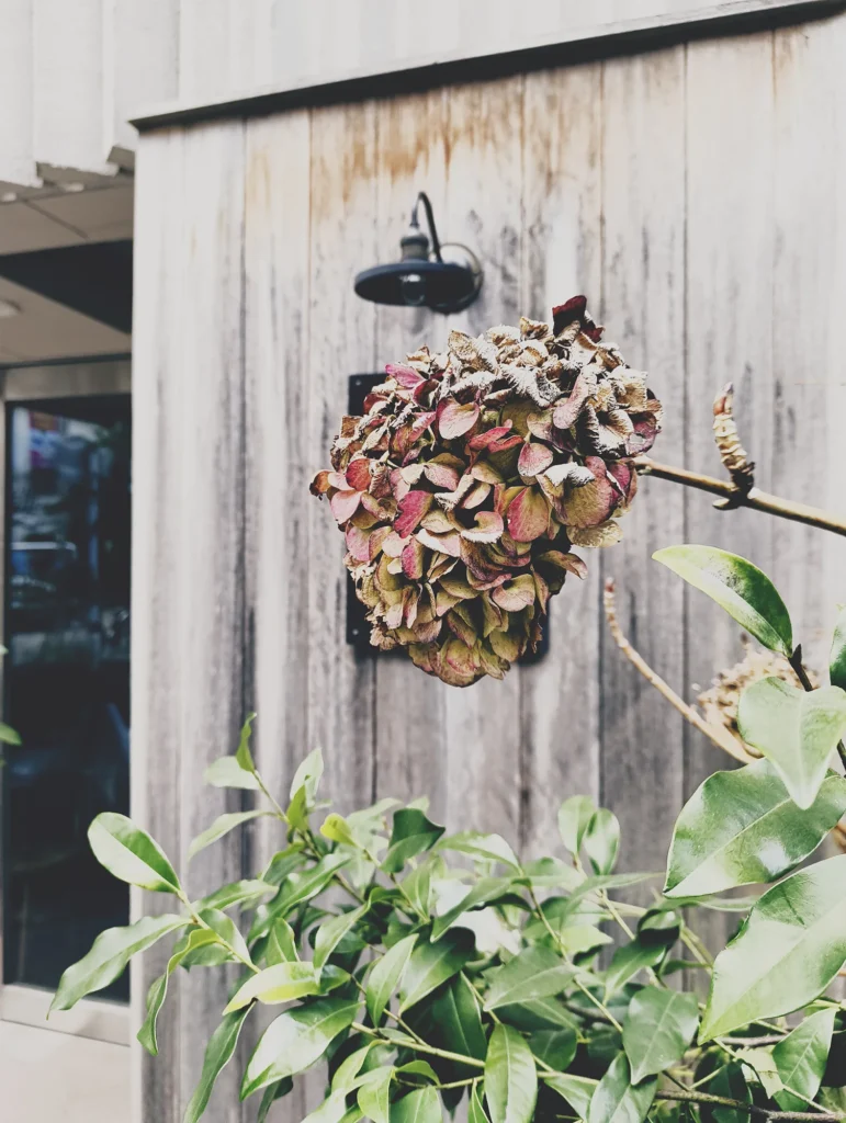 Nothing Phone (3a) Liteの作例。木壁と外灯を背景に、枯れたアジサイの花房をトイデジ風に撮影