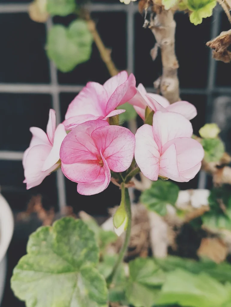 Nothing Phone (3a) Liteの作例。淡いピンクの花の接写をフィルム風LUTでトイデジっぽく仕上げた写真