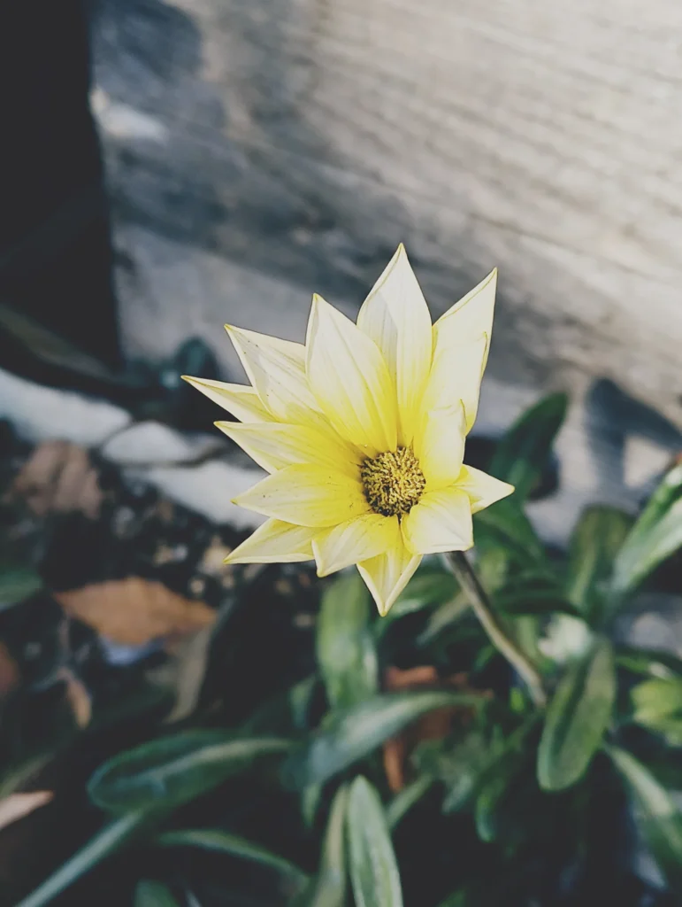 Nothing Phone (3a) Liteの作例。淡い黄色の花を接写し、フィルム風LUTでトイデジっぽい色味にした写真