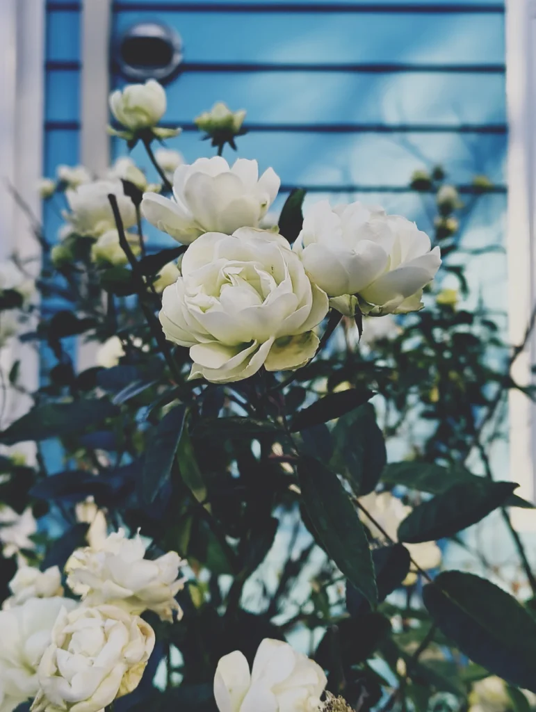 Nothing Phone (3a) Liteの作例。白いバラを青い外壁を背景に撮影し、フィルム風のトイデジ調に仕上げた写真