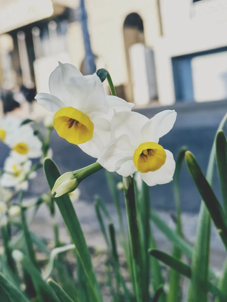 Nothing Phone (3a) Liteの作例。白い水仙(黄色い花芯)のクローズアップを、背景ボケでトイデジ風に撮影