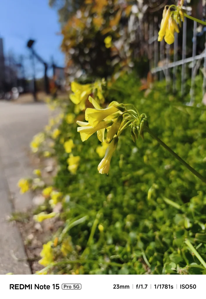 Redmi Note 15 Pro 5G メインカメラによる花の接写作例。23mm f/1.7の明るさを活かした背景ボケと黄色い花びらの質感描写。